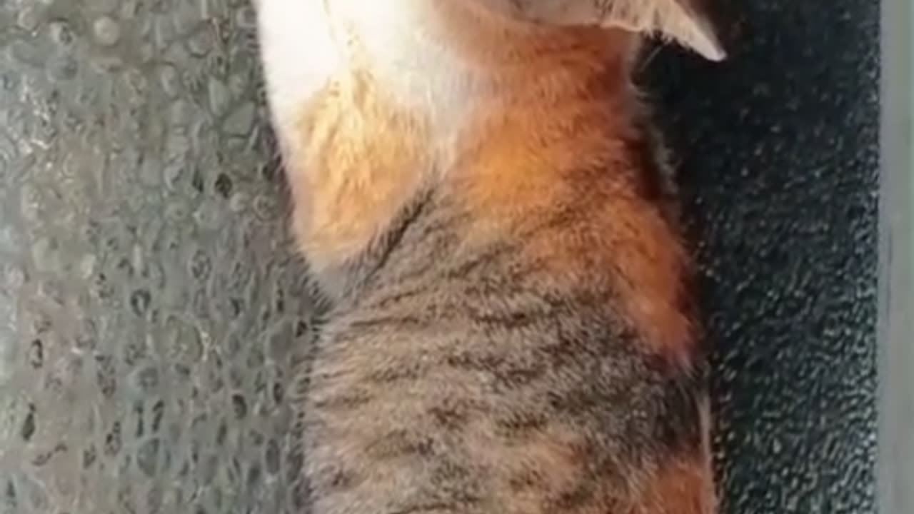 😹 Cat Goes “Zen Mode” Under the Car! Owner Panics Until He Hears This Funny Meow 😂