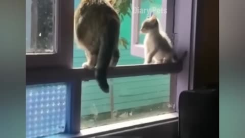 Funny Cat Laughing 🤣🤣🤣