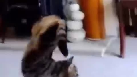 Cats silly walk