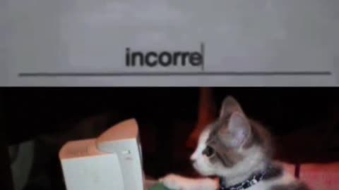 viral cat meme password