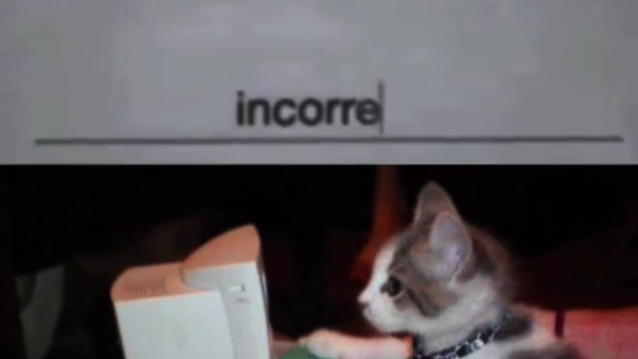 viral cat meme password