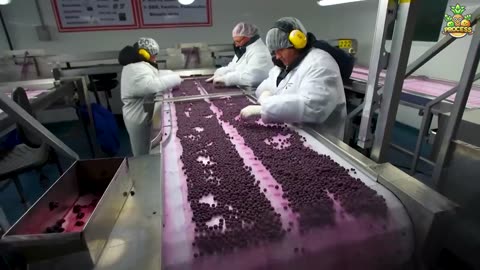 FROZEN FRUITS MEGA FACTORY : PROCESSING MILLIONS OF FROZEN FRUITS WITH MODERN TECHNOLOGY