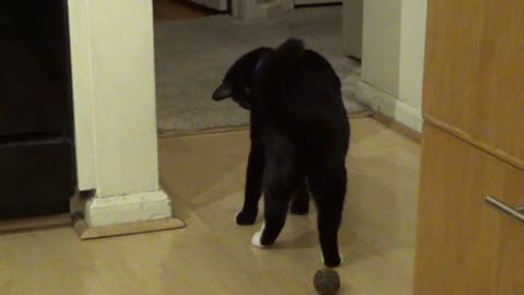 Cookie Cutter The Cat Gets SmartyKat Catnip Kiss For Second Birthday, Dbn, MI, 12/7/25