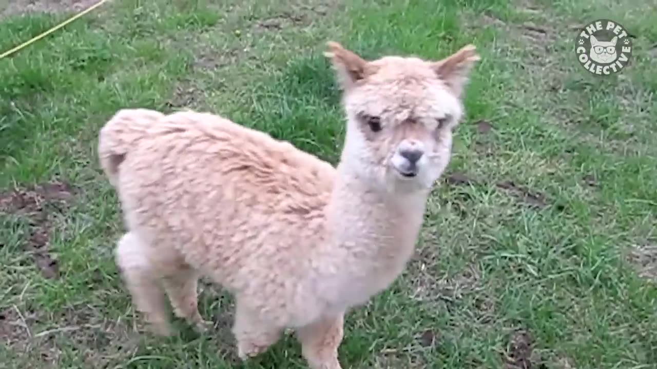 Funny pet