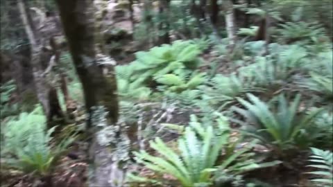 10 point stag bush hunting