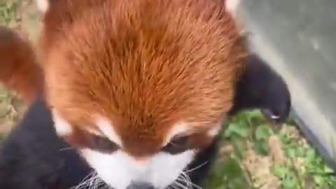 For a snack Mastering bipedal walking Lesser panda. Too cute 🐼🥰