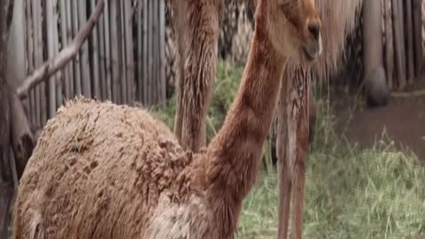 vicuña