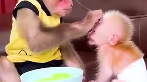 Monkey enjoying dumplings with brother