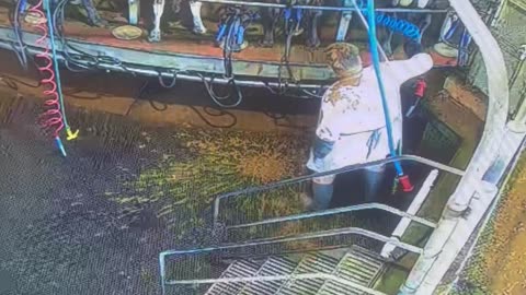 A Messy Dairy Farm Disaster