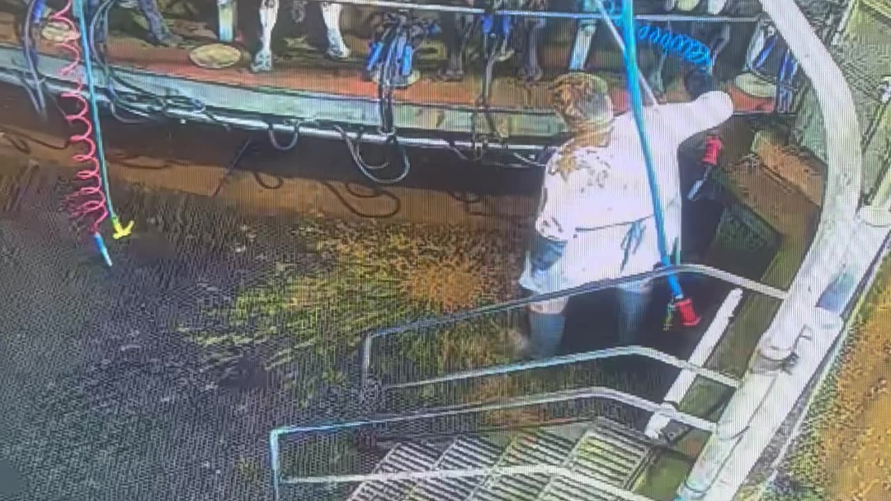 A Messy Dairy Farm Disaster
