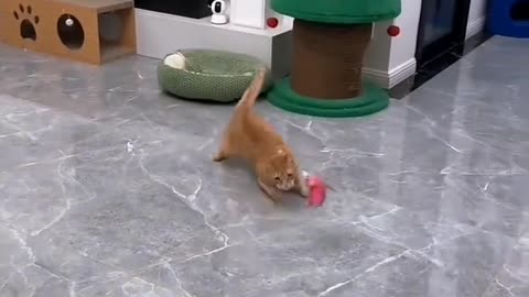 Give your cat this toy and see what happens