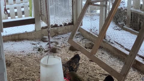 A Snowy Breakfast in the Coop