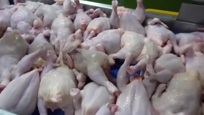 U.S. Farmers Release 9.3 Million Pheasants Into the Wild for Hunters to Take Down This Way
