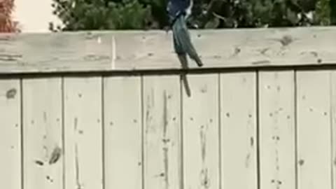 #shorts Fence launching by a magpie #bird 🦅 #summer #birds #fly #flying