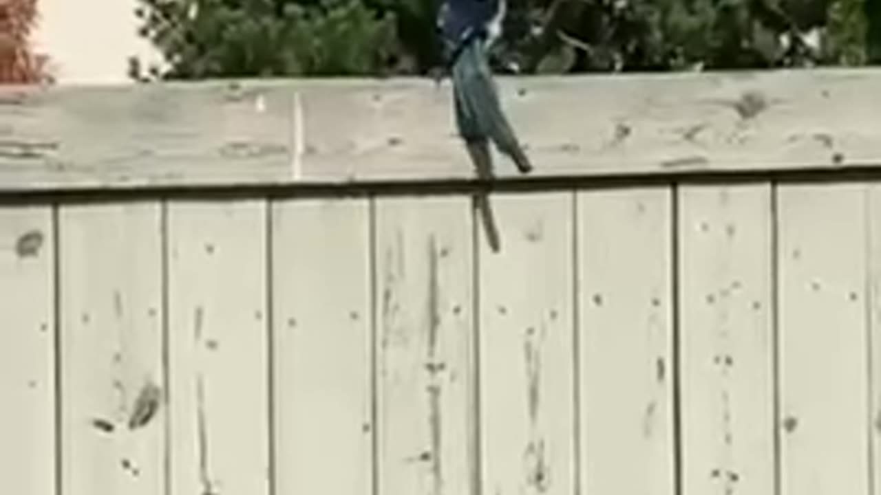 #shorts Fence launching by a magpie #bird 🦅 #summer #birds #fly #flying
