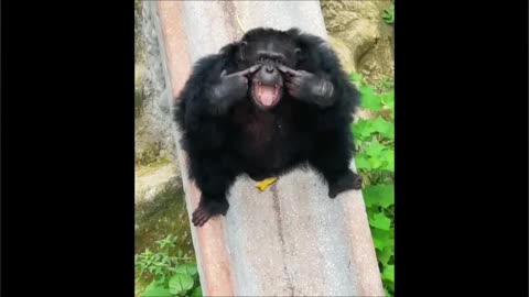 😂♥️scenes of monkey intelligence 👏👏for children❤️ very Funny 🤣🤣🤣
