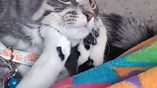 🤣📺 Watch What Happens When Someone Tries to Watch TV! | FunFM
