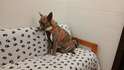 Monty 3y A877456@TRN in foster 4now she tolerates me Hope she sees I just want her calm 20251012563