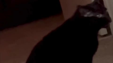 Cute Precious Piper Takes a Spa Break - My Adopted Shelter Cat Vlog #shorts