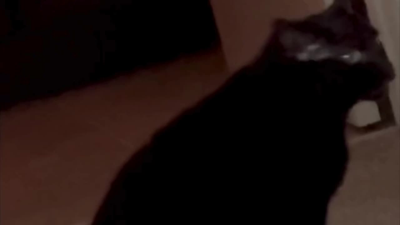Cute Precious Piper Takes a Spa Break - My Adopted Shelter Cat Vlog #shorts