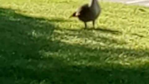 Ducks in Malden Massachusetts