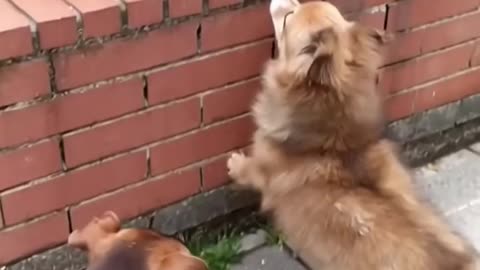 A Day in the Life of Billy and Sol: Hilarious Dog Explorers