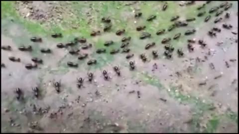 a termite trail running parallel to an ant trail, each protected by a column of soldiers.