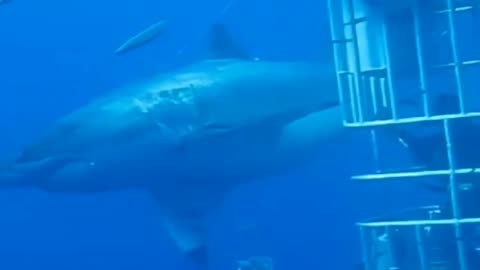 Scary diving in the Caribbean