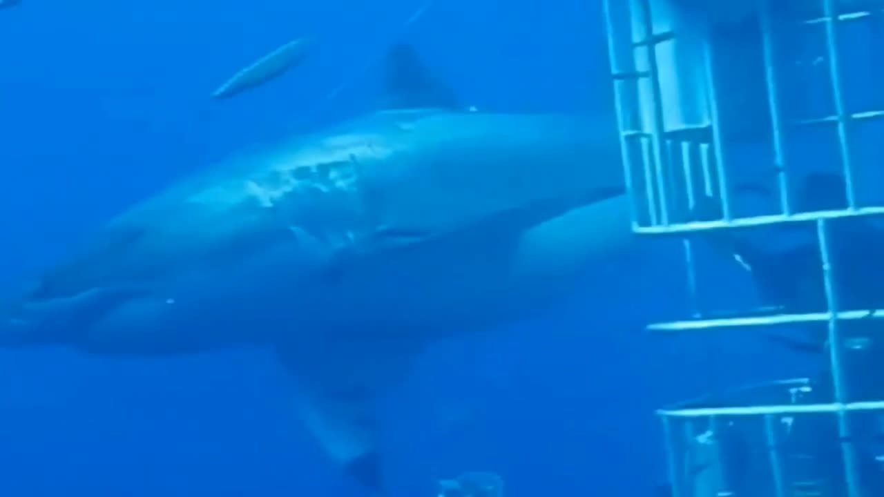 Scary diving in the Caribbean