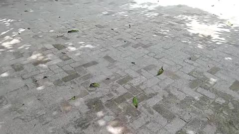 A Walk Through My Green Backyard