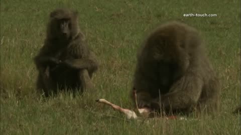 Savage Feast: Baboon Devours Gazelle Fawn Alive🦍🦌