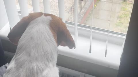 🐕👀 My Dog’s Behavior Gets Even Stranger! Paranormal? | TheHauntingHour