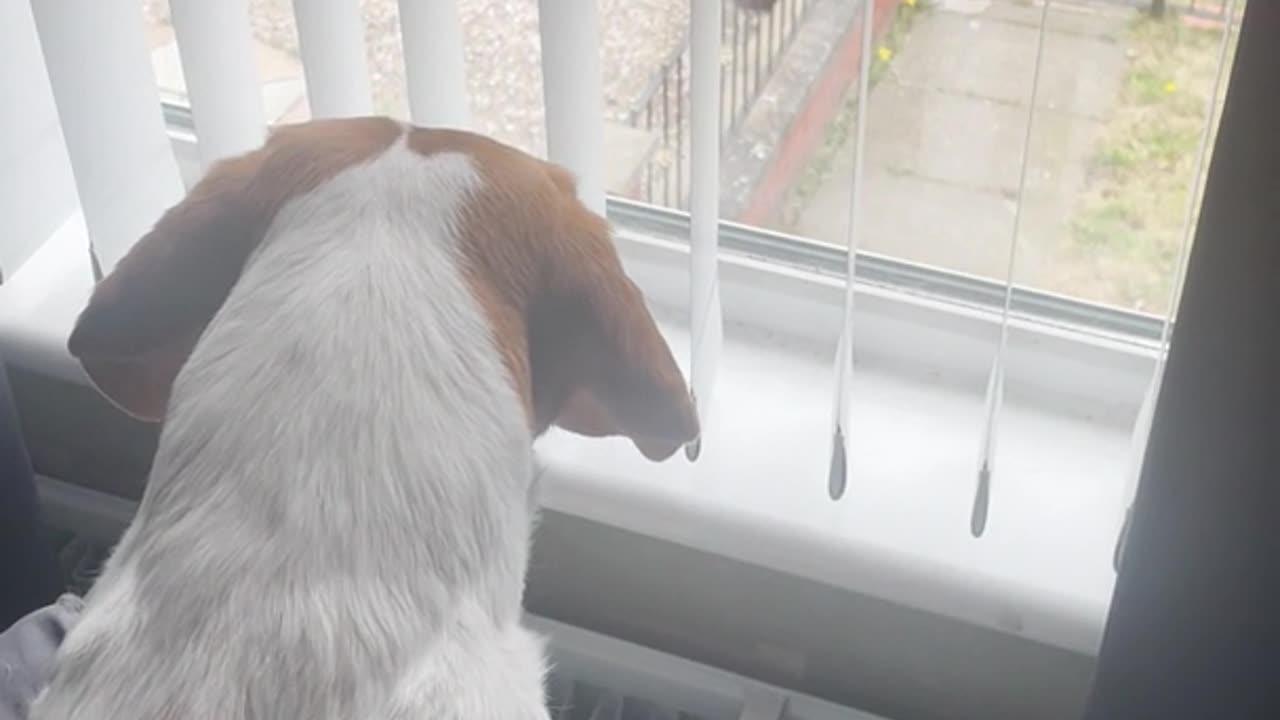 🐕👀 My Dog’s Behavior Gets Even Stranger! Paranormal? | TheHauntingHour