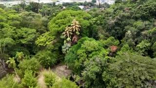 Palms that flower once in 80 years bloom in Rio de Janeiro
