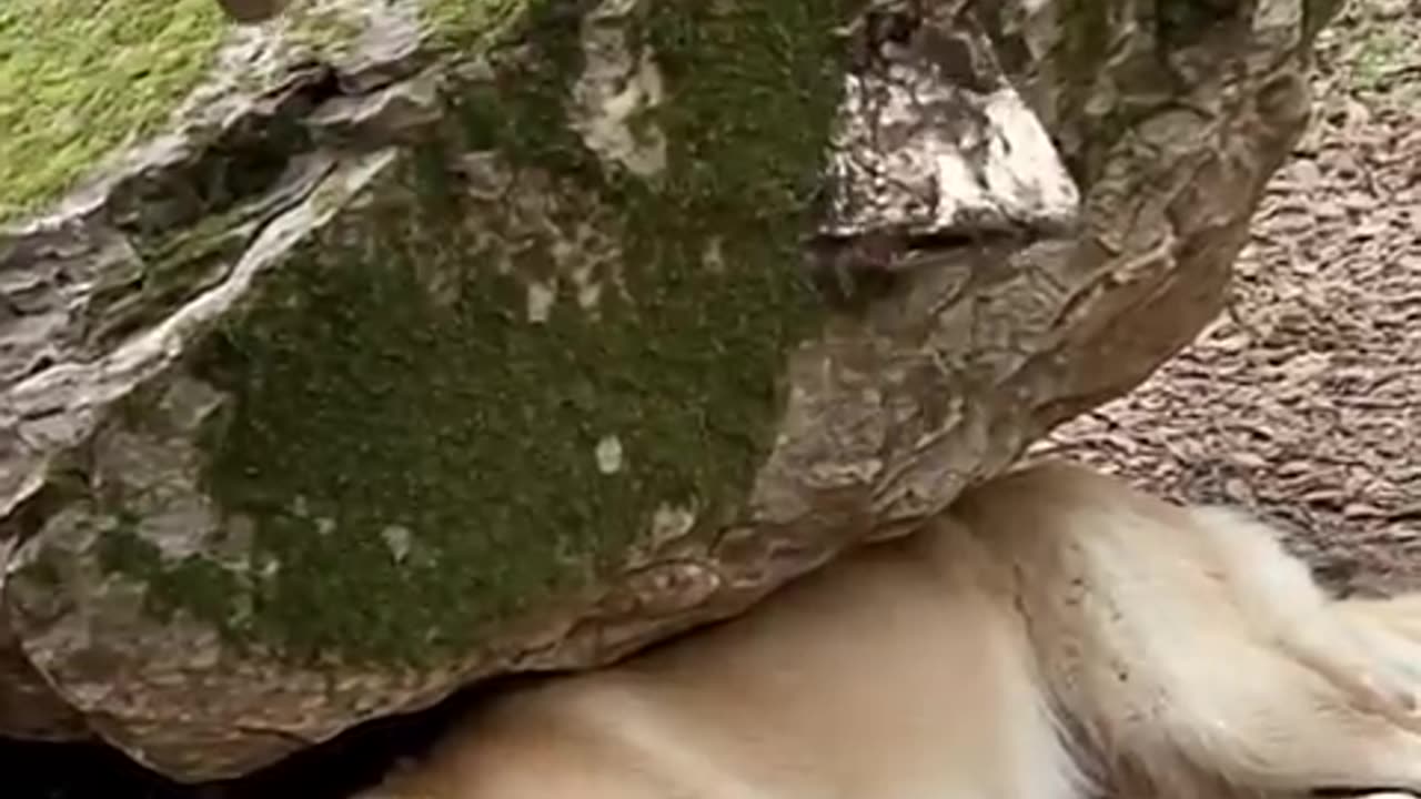 A golden retriever puppy asks a man for help, and the parent dog is saved