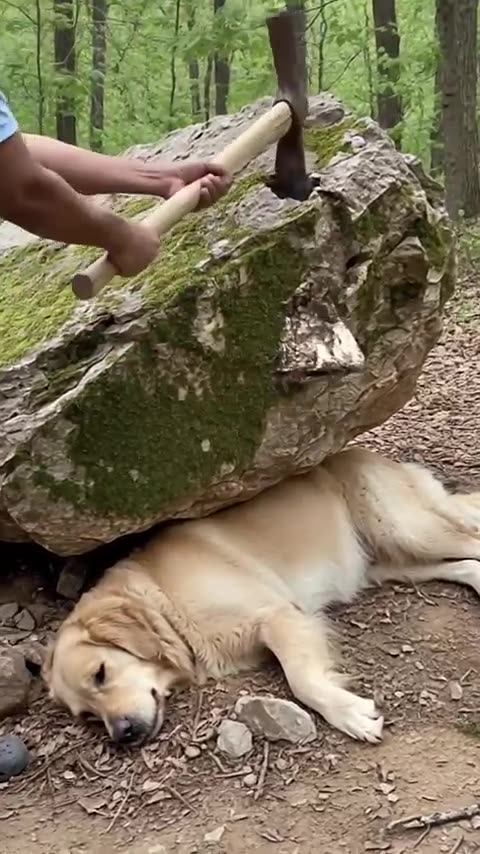 A golden retriever puppy asks a man for help, and the parent dog is saved