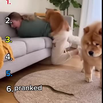 Ranking Top 7 Funny Cats😅😅