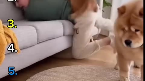 Ranking Top 7 Funny Cats😅😅