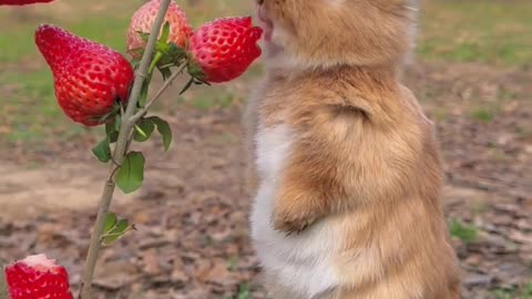 Whats Going funny rabbit 😂😂😂
