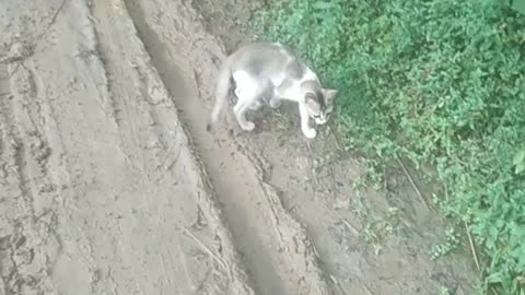 Beautyful cat funny run