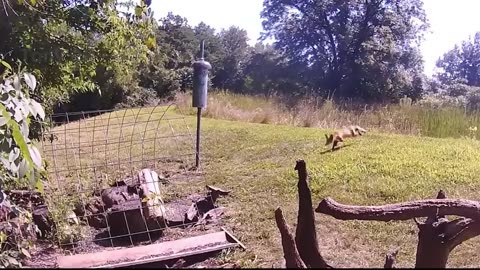 21 Moments Farm Animals Attack Humans That Will Leave You Speechless