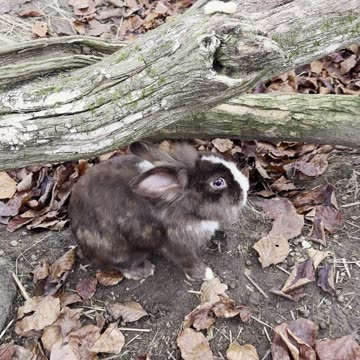 playful bunnies rolling in the hay! 🌾🐰
