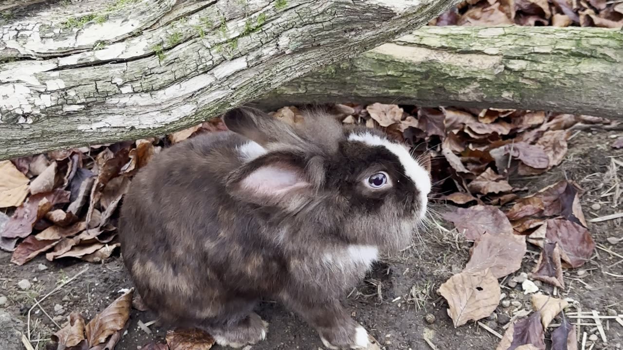 playful bunnies rolling in the hay! 🌾🐰