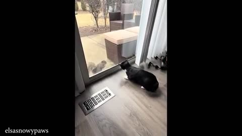 Nature Said ‘No Rules’ and the Cat Agreed 🐱 | Funniest Cats Videos 2025 😂🐾