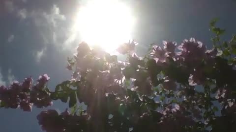 Beautiful spring flowers getting all the warmth of a great summer sun [Nature & Animals]