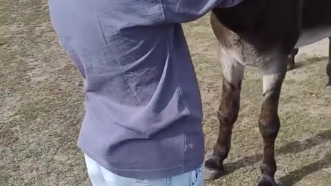 🧠✨ You Won't Believe What Donkeys Really Are! | FeedMyCuriosity