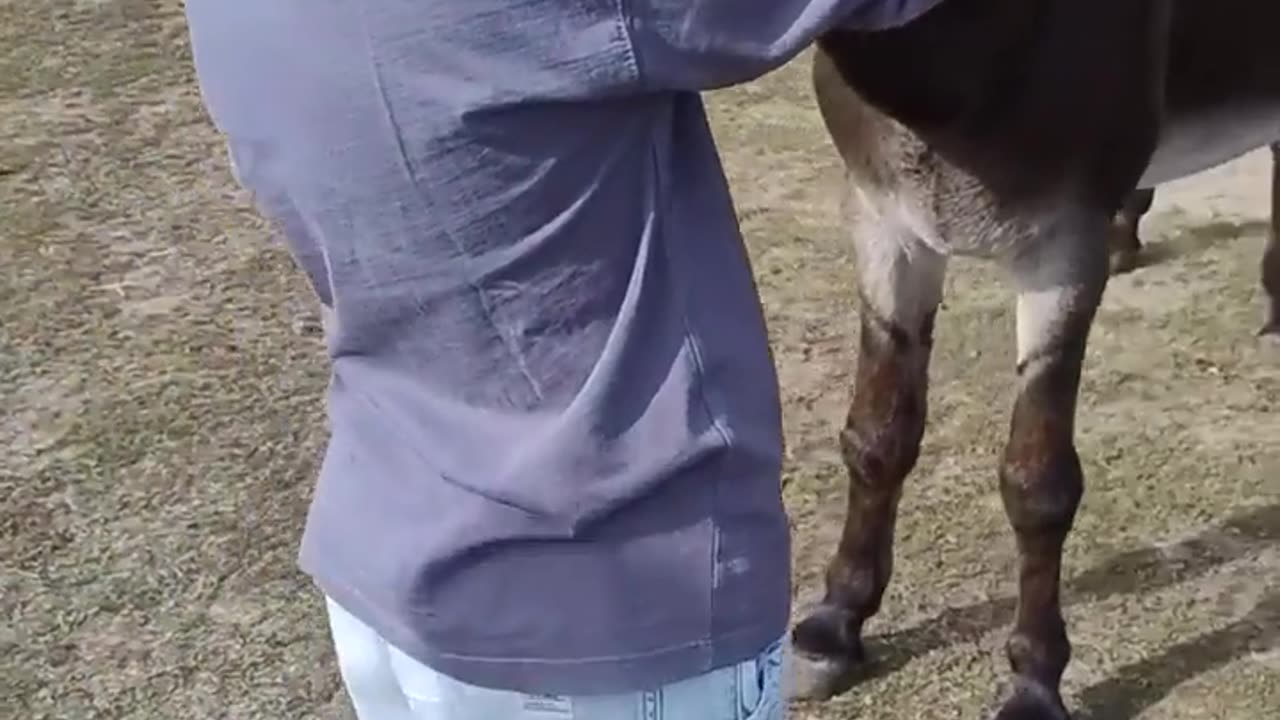 🧠✨ You Won't Believe What Donkeys Really Are! | FeedMyCuriosity