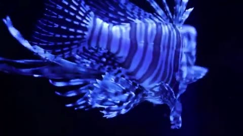 Hypnotic EDM Waves for Study, drive and relaxing