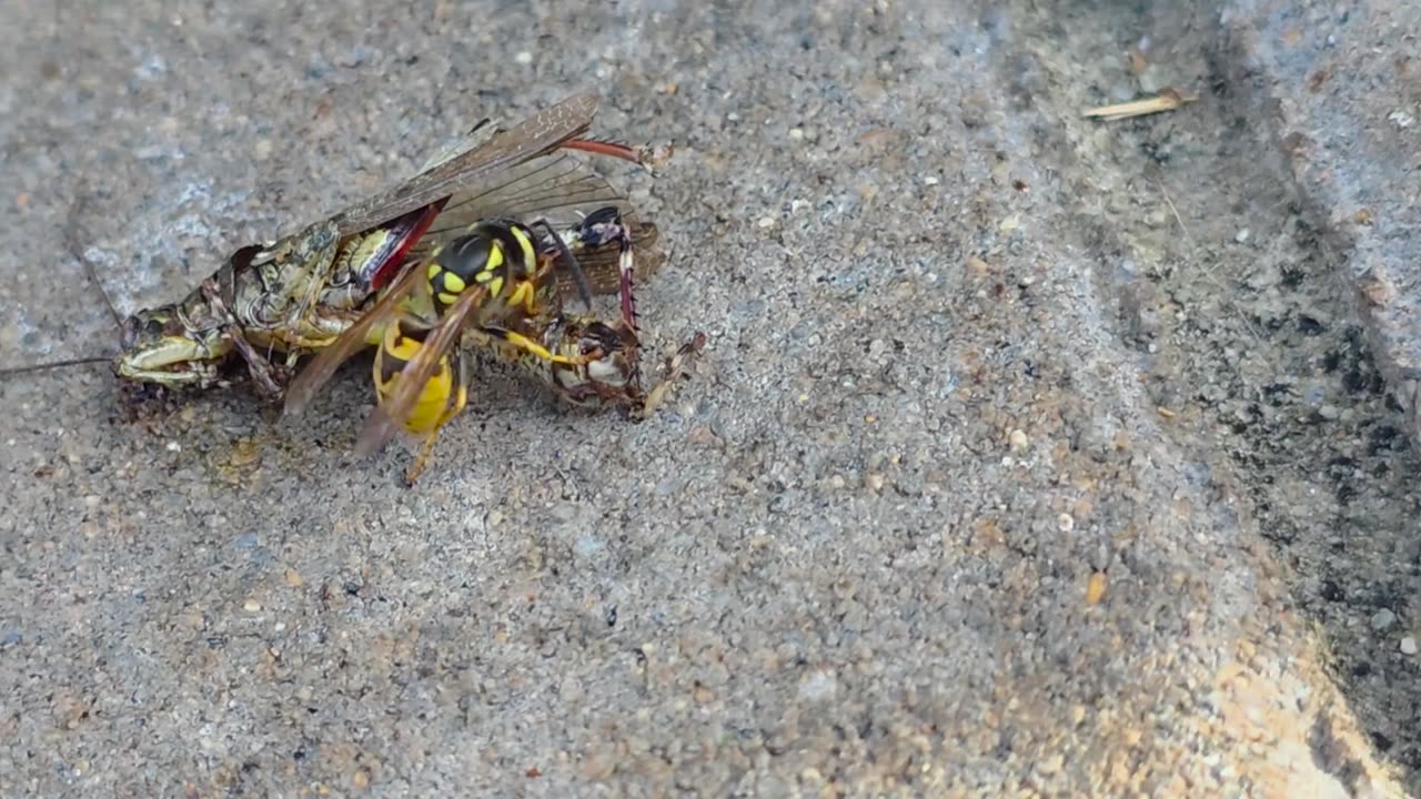 🐝🦋 This Bee Was Hungry and Cricket Was on the Menu! | FeedMyCuriosity