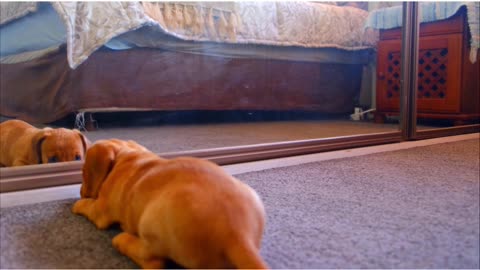 A Dog Fights With His Reflection In The Mirror